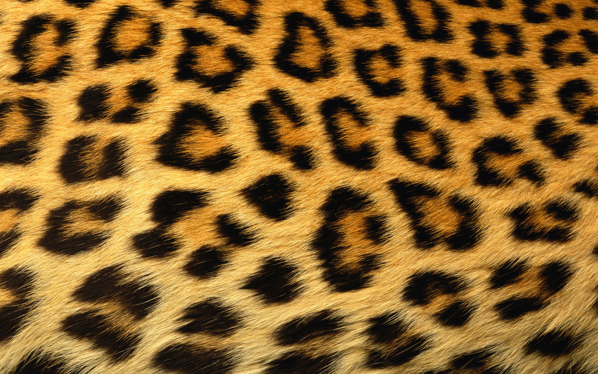 动物花纹 animal fur pattern