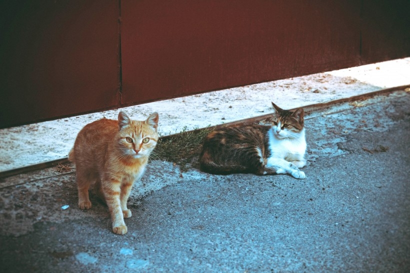 顽强生存的流浪猫