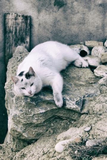 顽强生存的流浪猫