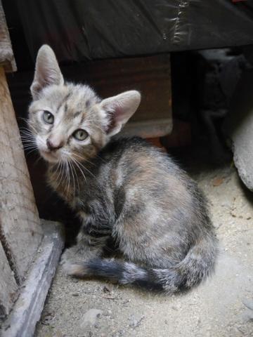 顽强生存的流浪猫