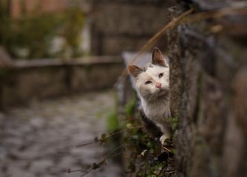 顽强生存的流浪猫